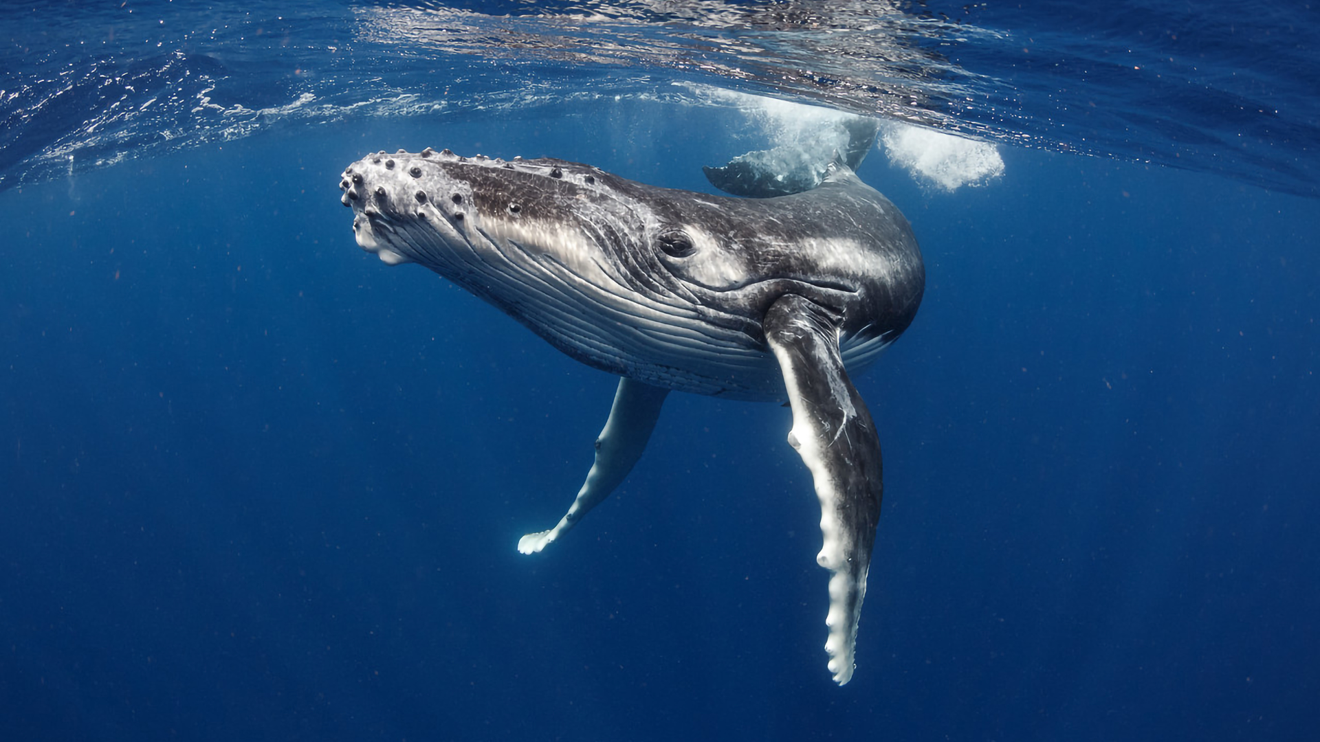 north atlantic right whale