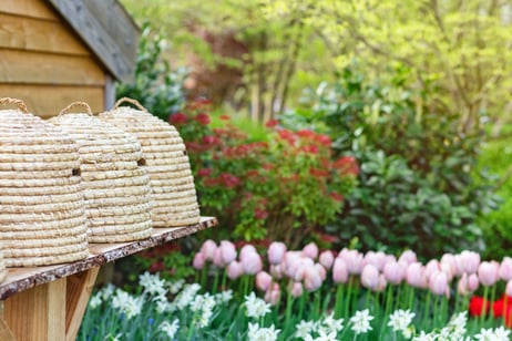 beehives-in-garden-with-a-spring-flowers-2023-11-27-05-11-36-utc