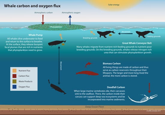 Carbon cycle of a whale