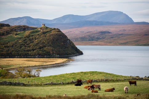 herd-of-cows-grazing-by-loch-tongue-scotland-uk-2025-04-04-02-41-43-utc