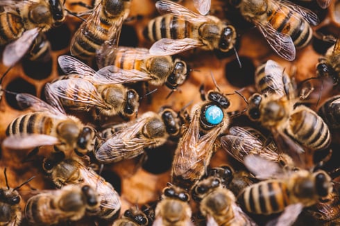 honey-bees-and-queen-bee-on-honeycomb-in-hive-2023-11-27-05-31-06-utc