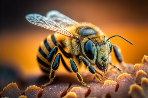 macro-shot-of-a-honey-bee-on-a-honeycomb-2023-11-27-05-20-30-utc