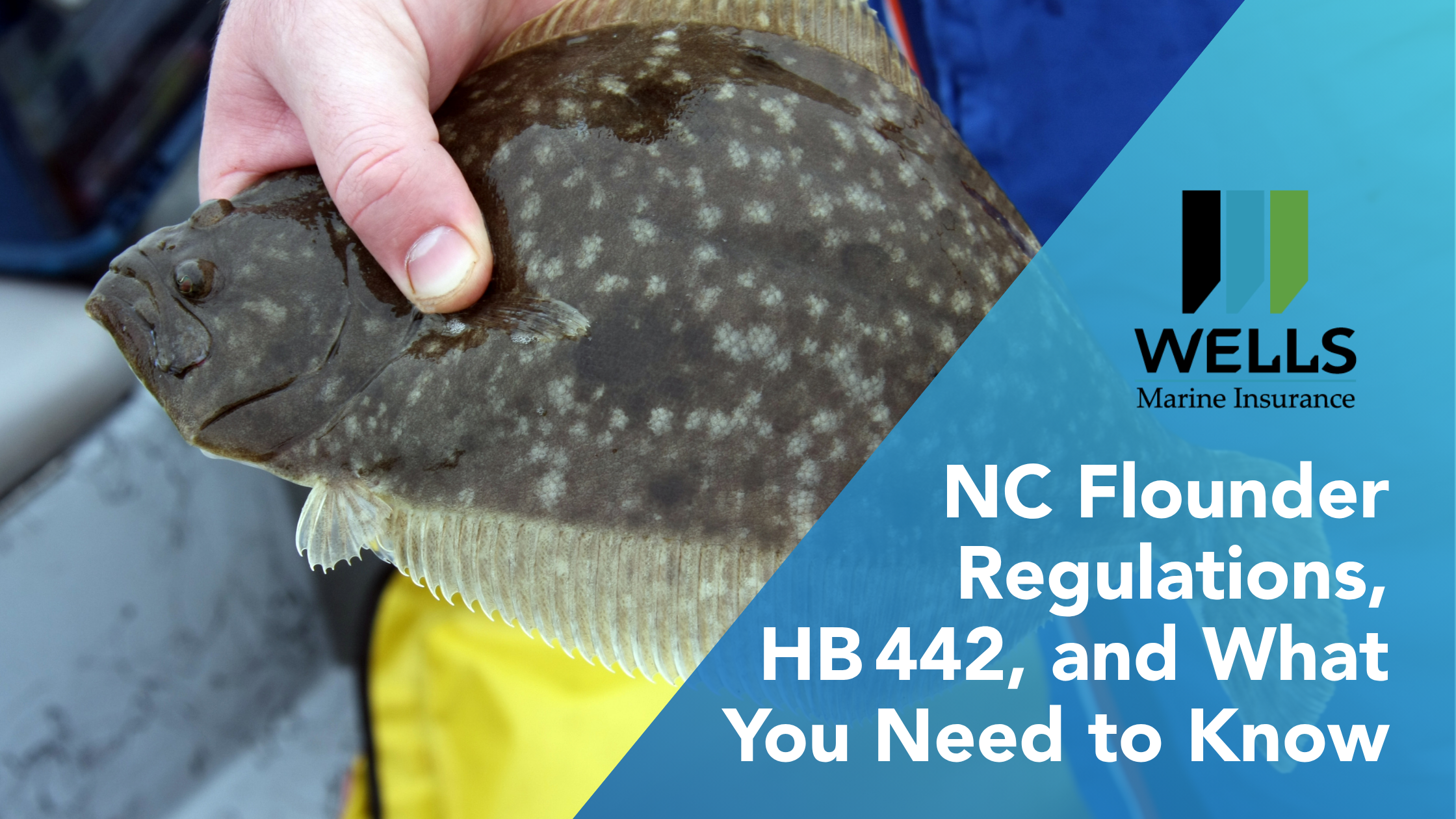 HB 442 and the impacts on flounder and red snapper fishing